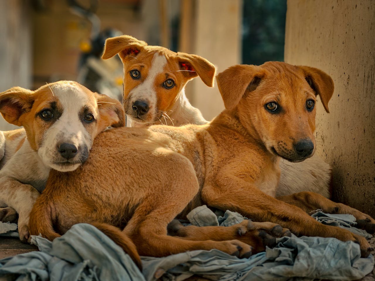 Best Dog Breeds for Indian Climate