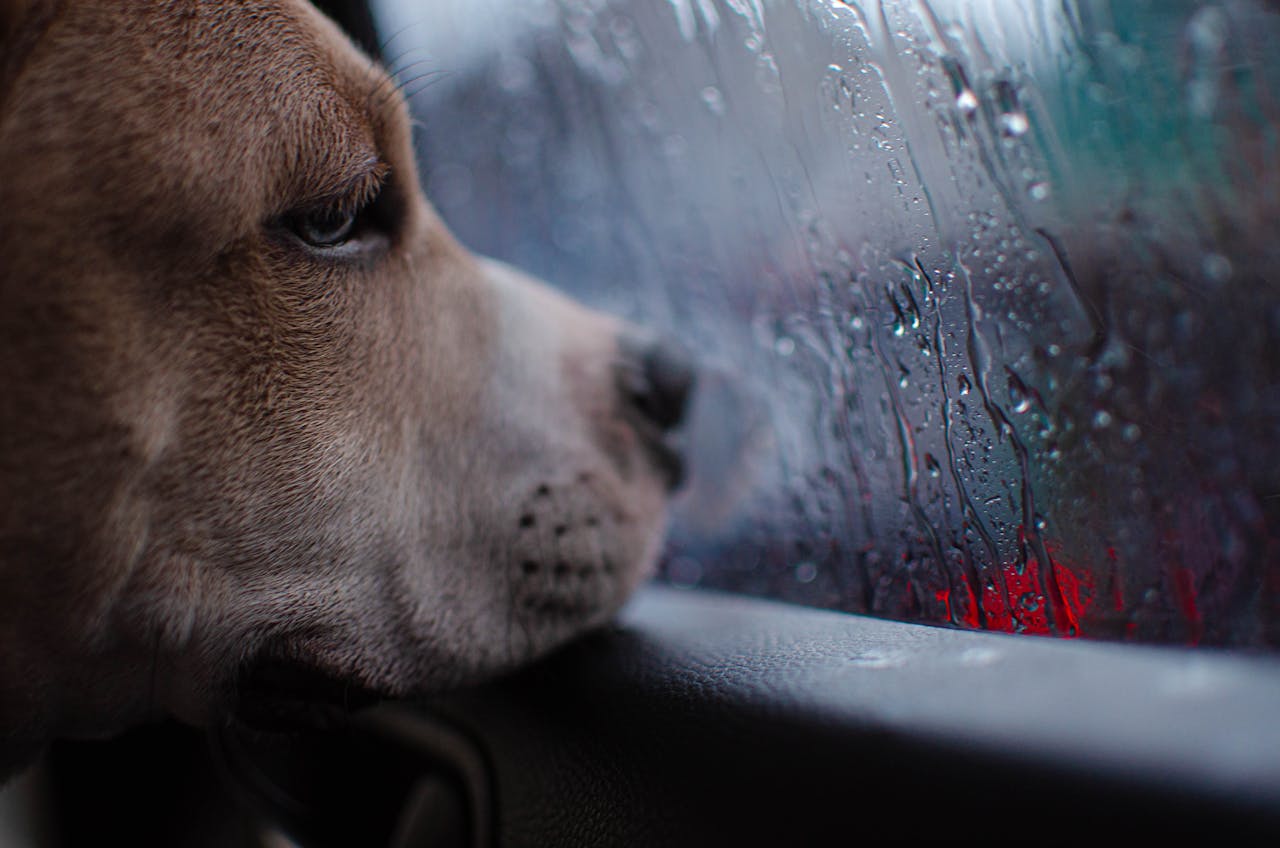 Can Dogs Feel Sad?