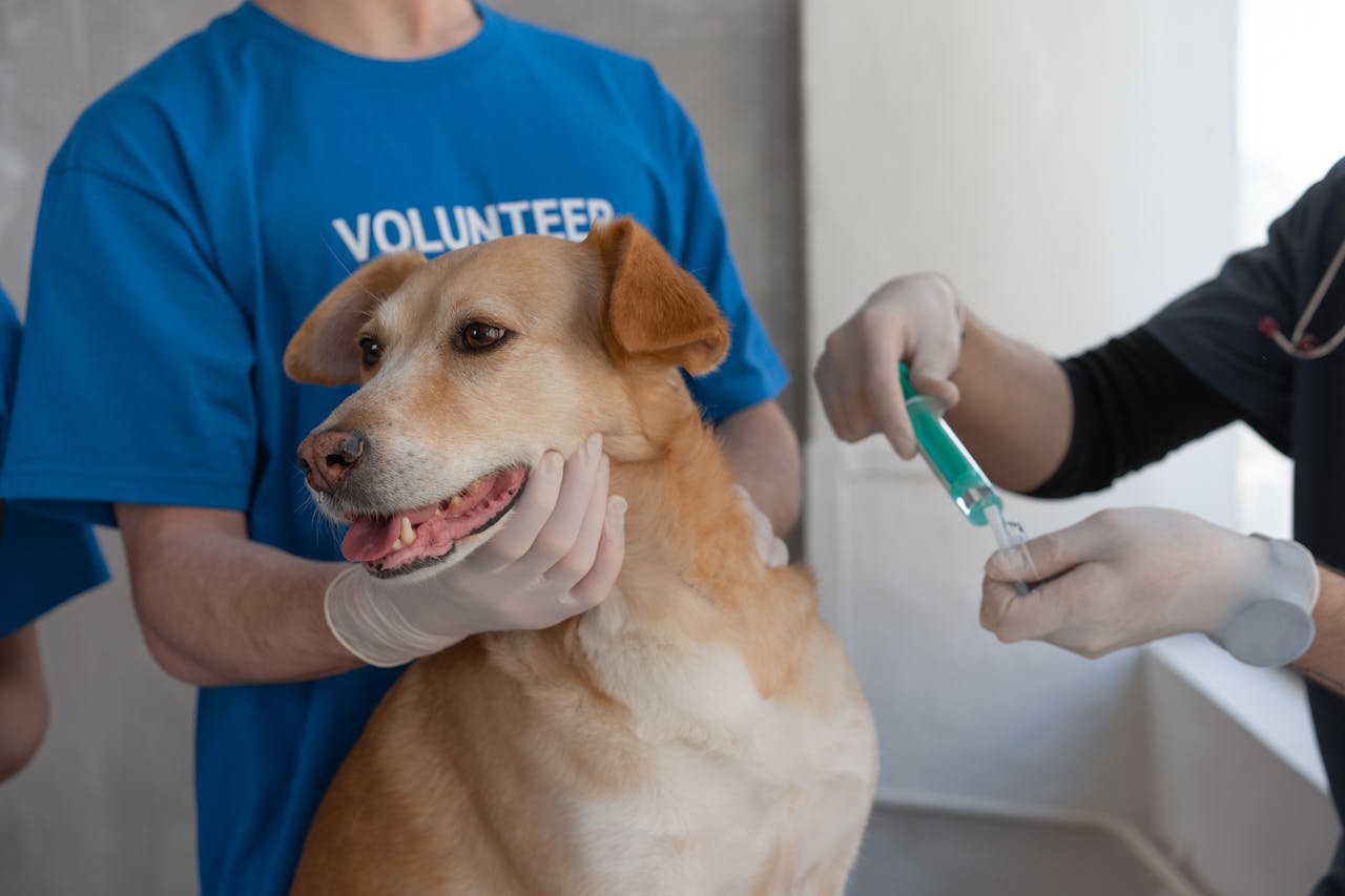 Dog Vaccination Schedule