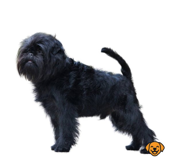 Affenpinscher