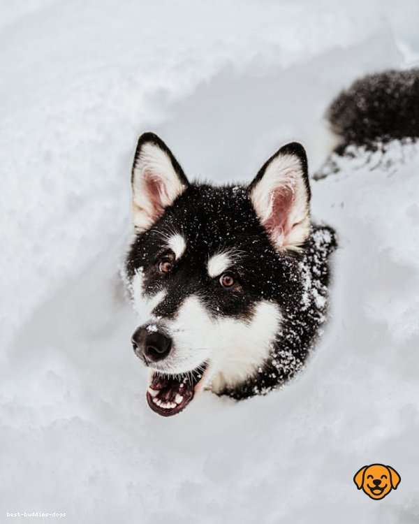 Alaskan Malamute
