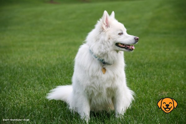 American Eskimo Dog