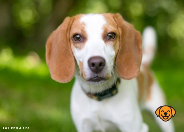 American Foxhound