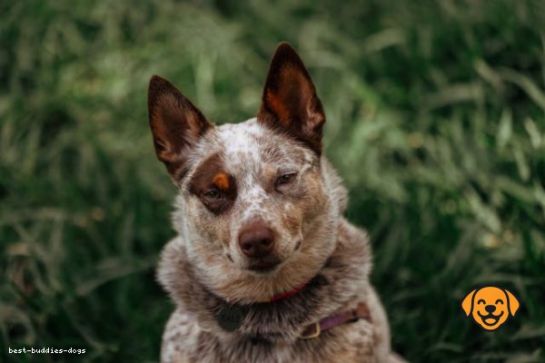 Australian Cattle Dog