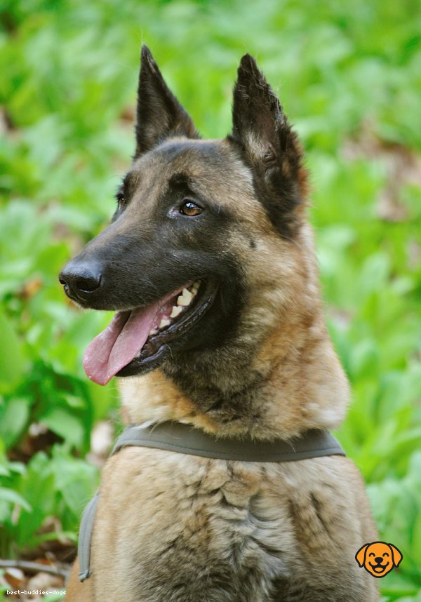 Belgian Malinois