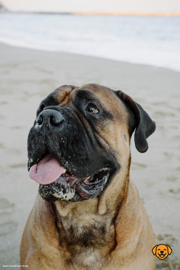 Bullmastiff