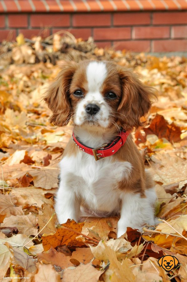 Cavalier King Charles Spaniel