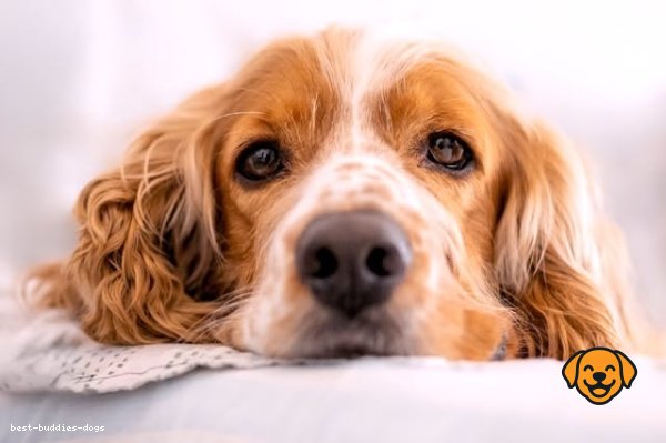 Cocker Spaniel
