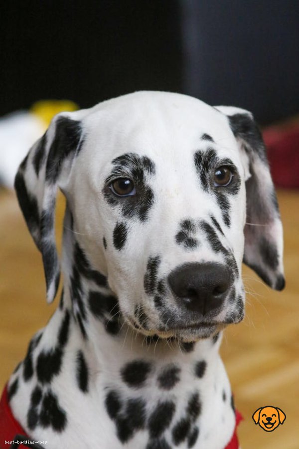 Dalmatian