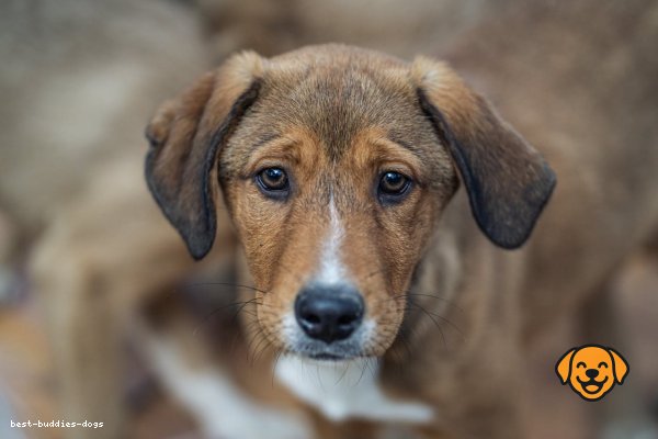 Indian Pariah Dog (India)