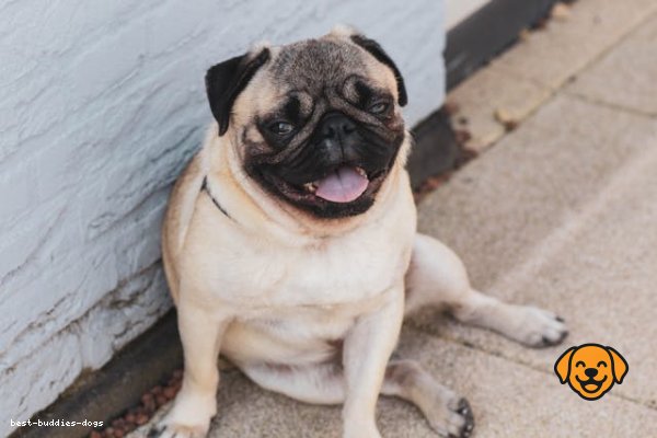 Pug