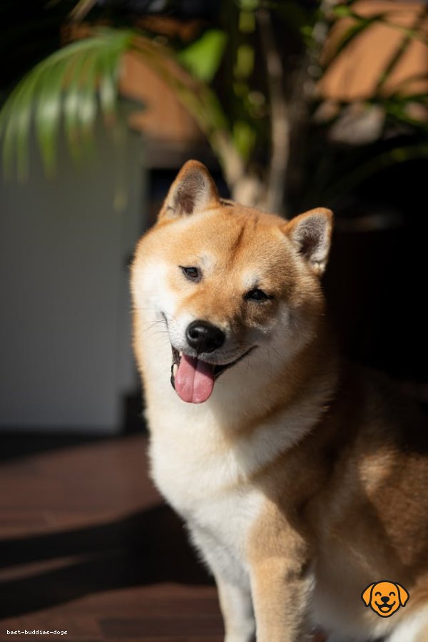 Shiba Inu