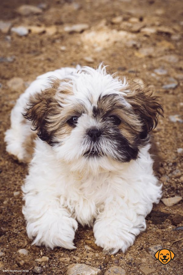 Shih Tzu
