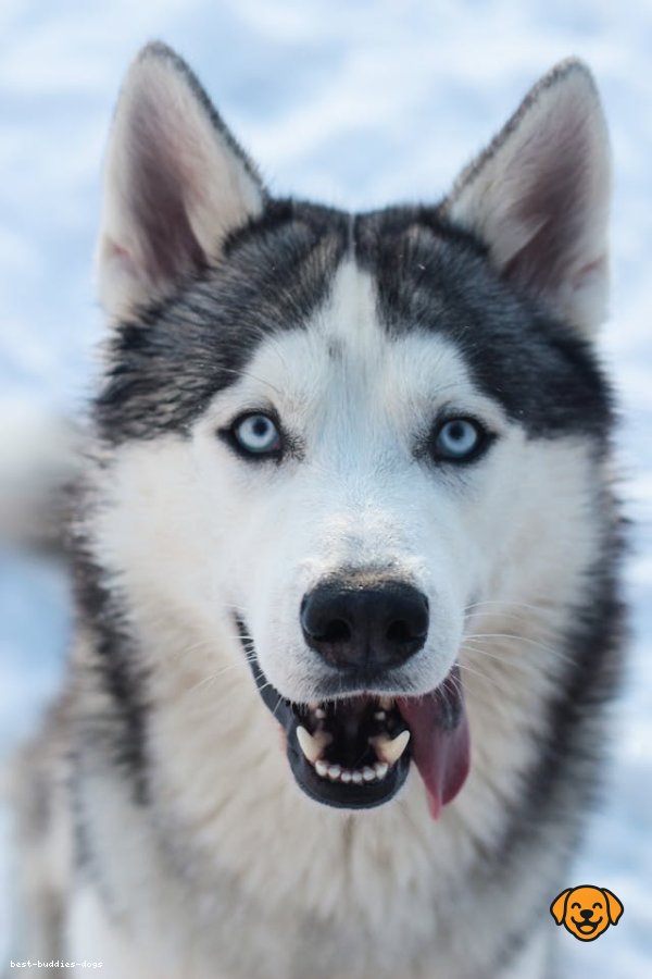 Siberian Husky