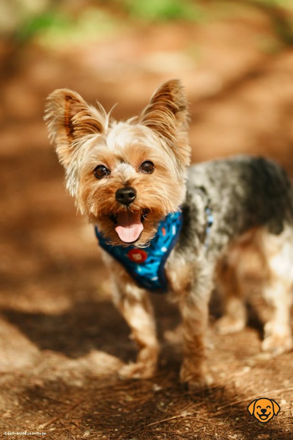 Yorkshire Terrier